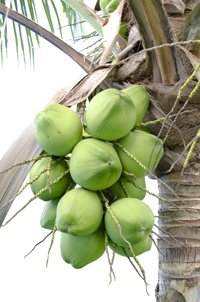 coconuts